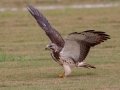 Swainson's Hawk - Superior Turf Farms / Weaver rd., Cameron, Texas, April 24, 2019