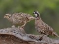 Northern Bobwhites - Laguna Seca Ranch, Edinburg