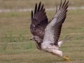 Swainson's Hawk - Superior Turf Farms / Weaver rd., Cameron, Texas, April 24, 2019