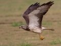 Swainson's Hawk - Superior Turf Farms / Weaver rd., Cameron, Texas, April 24, 2019