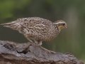 Northern Bobwhite - Laguna Seca Ranch, Edinburg