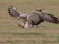 Swainson's Hawk - Superior Turf Farms / Weaver rd., Cameron, Texas, April 24, 2019
