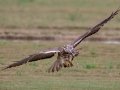 Swainson's Hawk - Superior Turf Farms / Weaver rd., Cameron, Texas, April 24, 2019