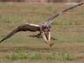 Swainson's Hawk - Superior Turf Farms / Weaver rd., Cameron, Texas, April 24, 2019