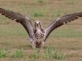 Swainson's Hawk - Superior Turf Farms / Weaver rd., Cameron, Texas, April 24, 2019