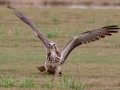 Swainson's Hawk - Superior Turf Farms / Weaver rd., Cameron, Texas, April 24, 2019