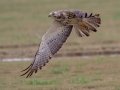 Swainson's Hawk - Superior Turf Farms / Weaver rd., Cameron, Texas, April 24, 2019