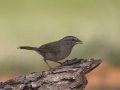 Olive Sparrow - Laguna Seca Ranch, Edinburg