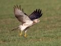 Swainson's Hawk - Superior Turf Farms / Weaver rd., Cameron, Texas, April 24, 2019