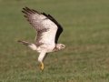Swainson's Hawk - Superior Turf Farms / Weaver rd., Cameron, Texas, April 24, 2019