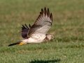 Swainson's Hawk - Superior Turf Farms / Weaver rd., Cameron, Texas, April 24, 2019