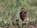 Savannah Sparrow - Superior Turf Farm, San Benito