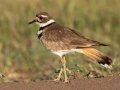 Killdeer - Superior Turf Farm, San Benito