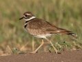Killdeer - Superior Turf Farm, San Benito