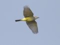 Western Kingbird - South Padre Island