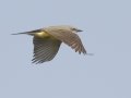 Western Kingbird - South Padre Island