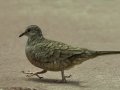 Inca Dove - Martin Refuge, Penitas