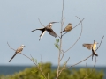 Scissor-tailed Flycatchers with Western Kingbird - South Padre Island