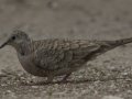 Inca Dove - Martin Refuge, Penitas