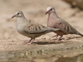 Common Ground Doves - Martin Refuge, Penitas