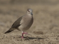 White-tipped Dove - Martin Refuge, Penitas