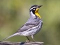Yellow-throated Warbler
