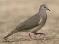 White-tipped Dove - Martin Refuge, Penitas