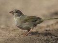 Olive Sparrow - Laguna Seca Ranch, Edinburg
