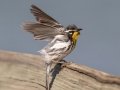 Yellow-throated Warbler