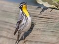 Yellow-throated Warbler