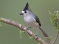 Black-crested Titmouse - Martin Refuge, Penitas