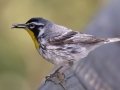 Yellow-throated Warbler