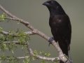 Bronzed Cowbird - Martin Refuge, Penitas