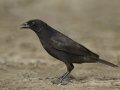 Bronzed Cowbird - Martin Refuge, Penitas
