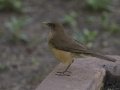 Clay-colored Thrush - Bentsen Rio Grande Valley State Park