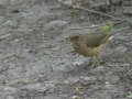 Clay-colored Thrush - Bentsen Rio Grande Valley State Park