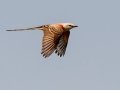 Scissor-tailed Flycatcher - South Padre Island