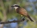 Great Kiskadee - Bentsen Rio Grande Valley State Park