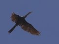 Anhinga - Bentsen Rio Grande Valley State Park