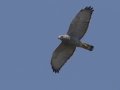Gray Hawk - Bentsen Rio Grande Valley State Park