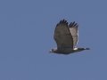 Gray Hawk - Bentsen Rio Grande Valley State Park