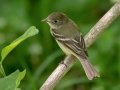 Least Flycatcher - South Padre Island