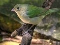 Painted Bunting - South Padre Island