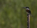 Green Kingfisher female - Frontera Audubon, Weslaco