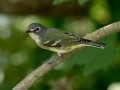 Blue-headed Vireo - South Padre Island