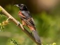 Orchard Oriole - South Padre Island