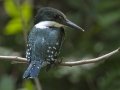 Green Kingfisher female - Frontera Audubon, Weslaco