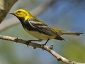 Black-throated Green Warbler  -  South Padre Island