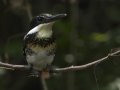 Green Kingfisher female - Frontera Audubon, Weslaco