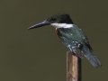 Green Kingfisher female - Frontera Audubon, Weslaco